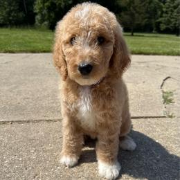Purple - Girl - Cream female Goldendoodle puppy in Kent City, Michigan from Hannah Mae Doodles