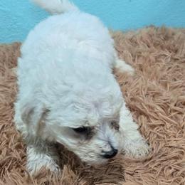 Donkey - blue spot - White male Bichon Frise puppy in Carthage, Missouri from Cooley's Cuddle Pups