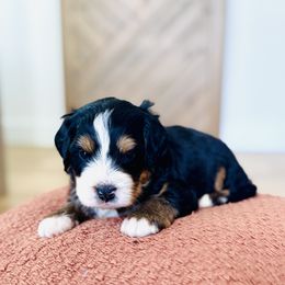Hickory - Tri-color male Bernedoodle puppy in Dunnellon, Florida from Sweet Honey Doodles
