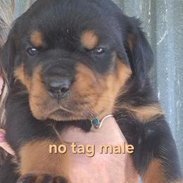 Boy 3 - Black and mahogany male Rottweiler puppy in De Witt, Iowa from Irish Eyes Kennels
