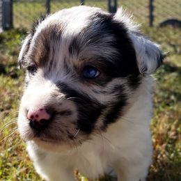 Miniature Australian Shepherds from Brown Family Aussies