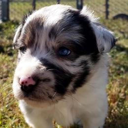 Miniature Australian Shepherds from Brown Family Aussies