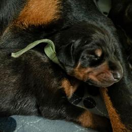 Black Boy 1 - Black and rust male Doberman Pinscher puppy in Houston, Texas from Tycho's Dobermans