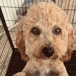 Bentley - Poodle