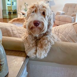 Boston - Australian Labradoodle puppy from Doodle Roots