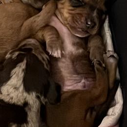 Dachshund Puppies from Witchy Woman’s Wiener’s