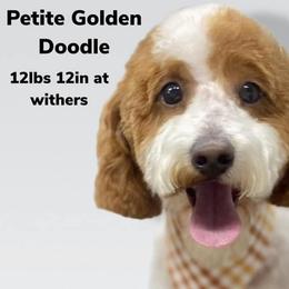 Goldendoodles from Allen’s Country Doodles