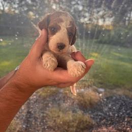 Knox - Parti male Poodle puppy in Osyka, Mississippi from Southern Sunshine Standards