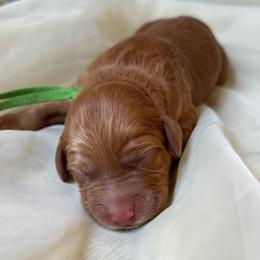 Bow tie - Caramel male Australian Labradoodle puppy in Dawson, Georgia from Still Pond Australian Labradoodles
