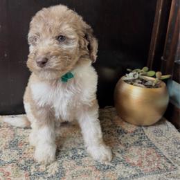 Cobbler - Merle male Labradoodle puppy in Candler, North Carolina from Maple Bakin’ Doodles