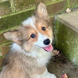 Green Collar Boy Basil - Red male Pembroke Welsh Corgi puppy in Paris, Kentucky from Flat Run Corgis