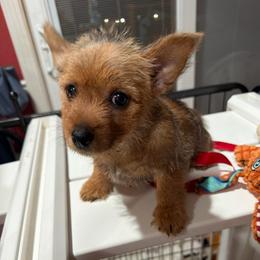 Brylee - Grizzle female Norwich Terrier puppy in Blountville, Tennessee from Parker Place  Puppies (Mini schnauzers and Norwich Terriers)