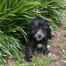Goldendoodle Puppies from Our Darling Doodles