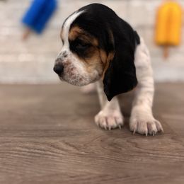 Basil - Black brown and white female Basset Hound puppy in Lubbock, Texas from Hound House