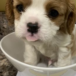 Cavalier King Charles Spaniel and Cavapoo Puppies from Sunny Hill Puppies