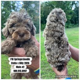 Boy 2 - Cafe au lait male Springerdoodle puppy in Sterling, Michigan from Springerdoodles In MI
