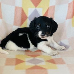 Male 2 - Black and tan male Dachshund puppy in Oklahoma from DRB Dachshunds