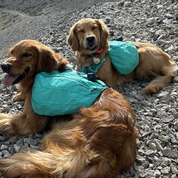 Golden Retrievers from Summit Canine Breeding