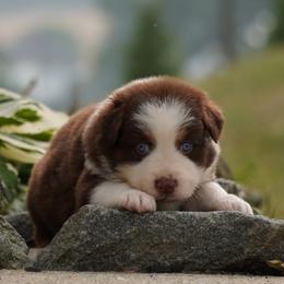 Story - Red tri-color female Australian Shepherd puppy in Glenville, Pennsylvania from Rolling Hills Australian Shepherds