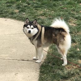 Milo - Pomsky