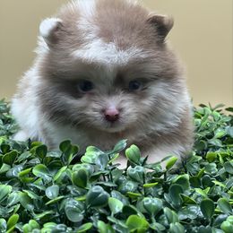 Maple - Chocolate merle female Pomeranian puppy in Brentwood, California from Royalpawpoms