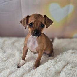 Sienna - Red and white female Chihuahua puppy in Decatur, Illinois from We R Puppies-Petite Pups