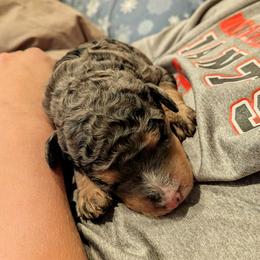 Coco - Blue merle female Aussiedoodle puppy in Yacolt, Washington from Aussiedoodles by Maggie