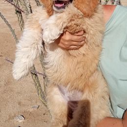 Poodle Puppies from Southwest Standards