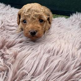 Ivy - Apricot female Poodle puppy in Utica, Ohio from Poodle Me Crazy
