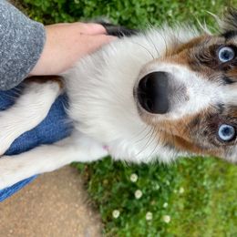 Hope - Toy Australian Shepherd
