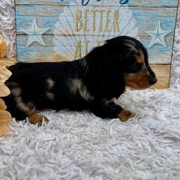 Jessica - Dapple female Dachshund puppy in Colbert, Oklahoma from Brooke Crenshaw