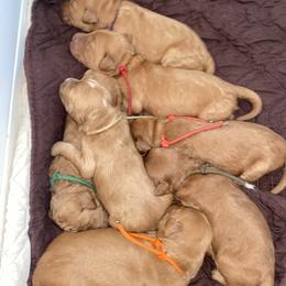 Goldendoodle Puppies from Joe and Dogs