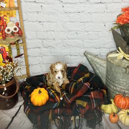 Girl 1 - Red  Poodle puppy in Johnson City, Tennessee from Northeast TN Standard and Mini Poodles