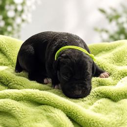 Rocco - Black male Cane Corso puppy in El Paso, Texas from PaPaws Gotta Love It Kennels