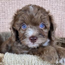 Merlin - Red merle male Aussiedoodle puppy in Haleyville, Alabama from The Cuddly Dood Ranch