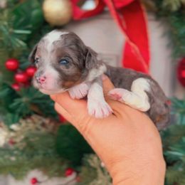 Perl - Merle female Bernedoodle puppy in West Jordan, Utah from Doodles Friend