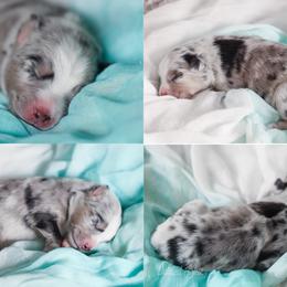 Australian Shepherd, Miniature American Shepherd, Miniature Australian Shepherd, and Toy Australian Shepherd Puppies from Painted Blue Aussies
