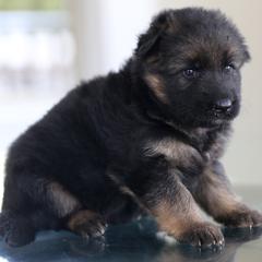 German Shepherd Puppies from RoyaltyK9 - vom Royalhaus German Shepherds