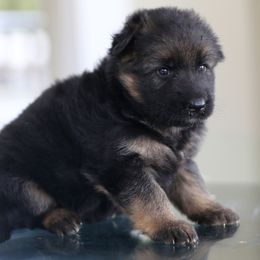 German Shepherd Puppies from RoyaltyK9 - vom Royalhaus German Shepherds