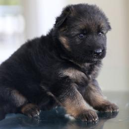 German Shepherd Puppies from RoyaltyK9 - vom Royalhaus German Shepherds