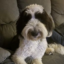  from Ohio Valley Sheepadoodles
