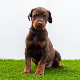 Atlas - Red and rust male Doberman Pinscher puppy in Cape Coral, Florida from Divine Kaos European Dobermann