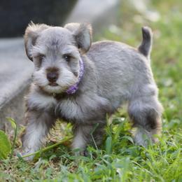 Ms. Violet - Liver female Miniature Schnauzer puppy in Pensacola, Florida from Reservoir Dogs