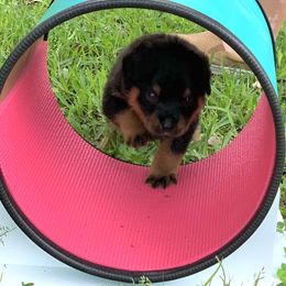 Rottweiler Puppies from Asphodel Rotweilers