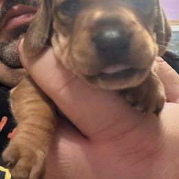 No.3 Red Dapple - Dapple male Dachshund puppy in Martinsville, Indiana from Witchy Woman’s Wiener’s