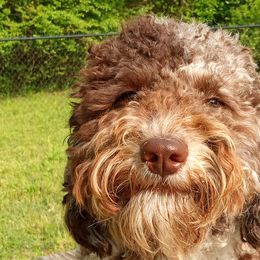 Cockapoos, Double Doodles, Goldendoodles, Poodles, and Shihpoos from Peace, Love, and Puppies at the Creek