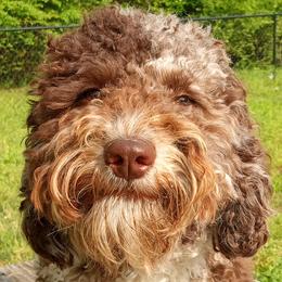 Cockapoos, Double Doodles, Goldendoodles, Poodles, and Shihpoos from Peace, Love, and Puppies at the Creek