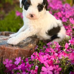Bolt - Black and white male Assorted Doodle Crosses puppy in Ohio from Holley Doodles