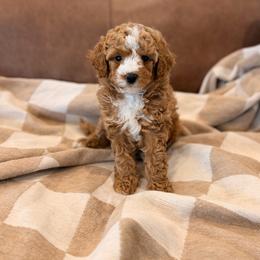 Blaze - Red  male Poodle puppy in Queen Creek, Arizona from Poised Poodles