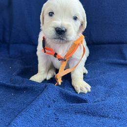 Male - Light golden male Golden Retriever puppy in Tacoma, Washington from Canyon Meadows Farm